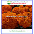 2015 Newly F1 Hybrid Orange Marigold seeds Tagetes erecta seeds For Pot Flower